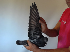 Pigeon image