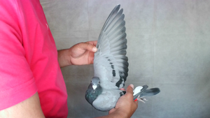 Pigeon image
