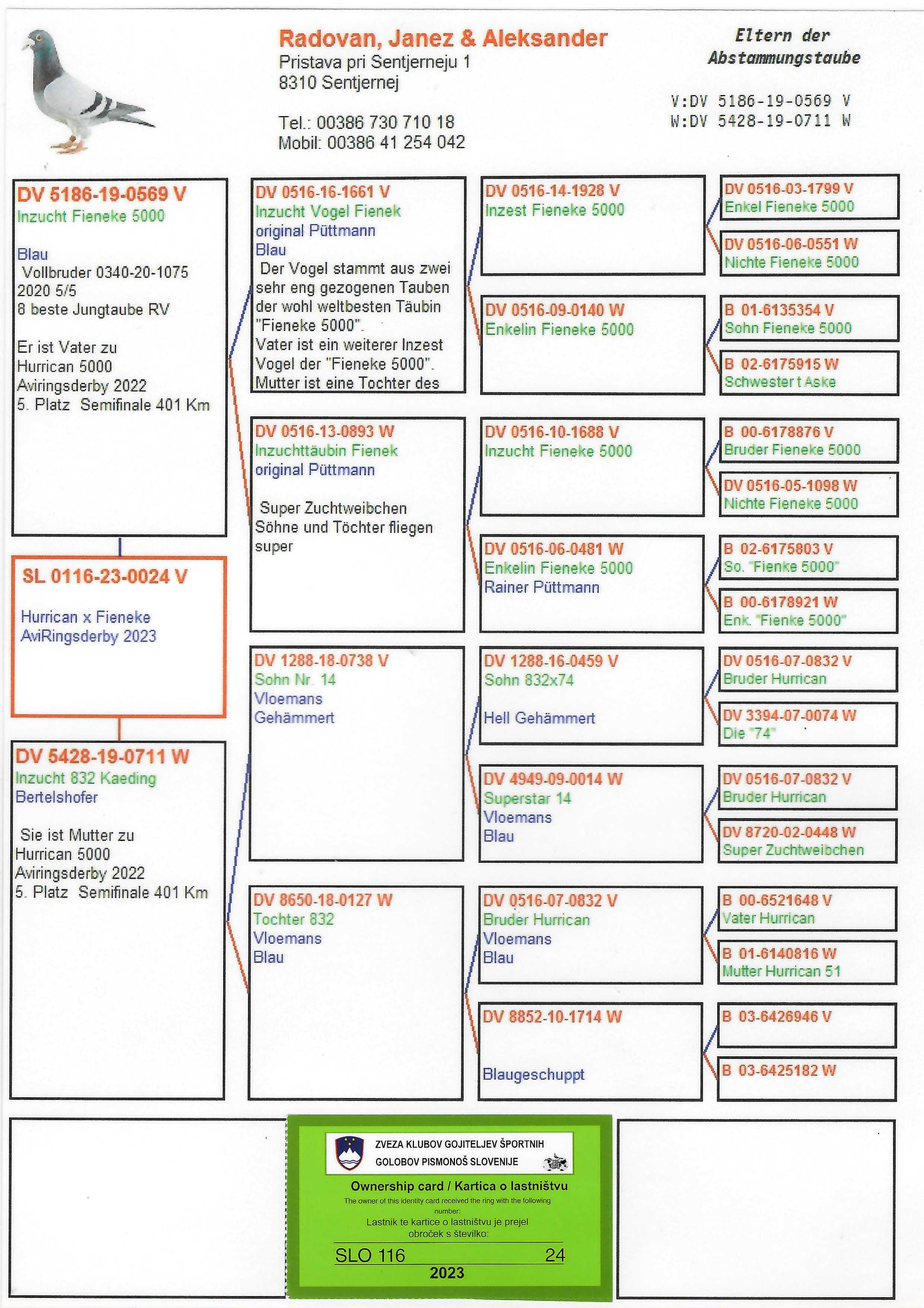 Pigeon pedigree image