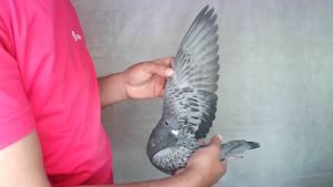 Pigeon image
