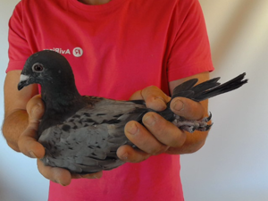 Pigeon image