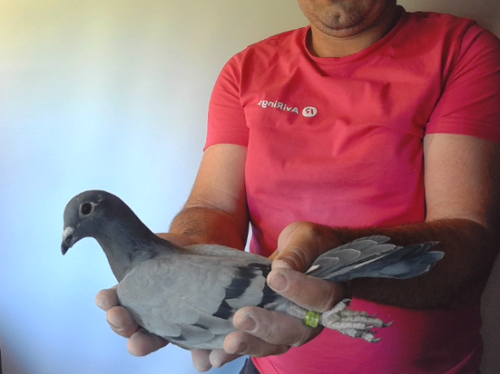 Pigeon image