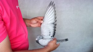 Pigeon image