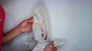Pigeon image