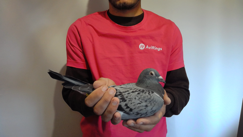 Pigeon image