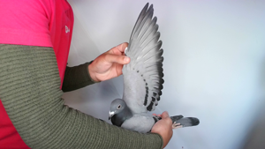 Pigeon image