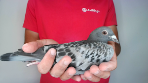 Pigeon image