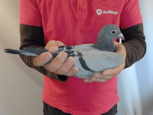 Pigeon image