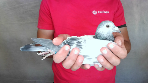 Pigeon image