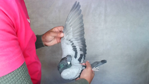 Pigeon image
