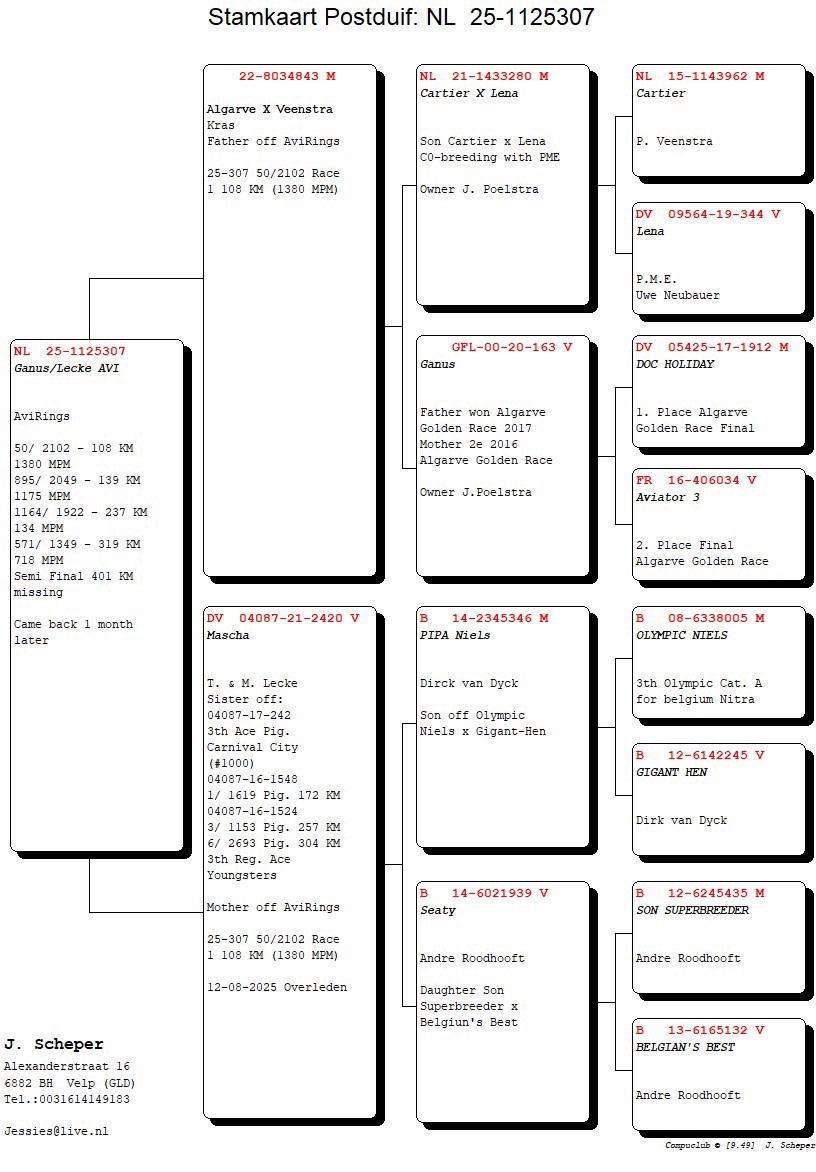 Pigeon pedigree image
