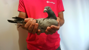 Pigeon image