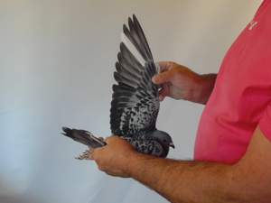 Pigeon image