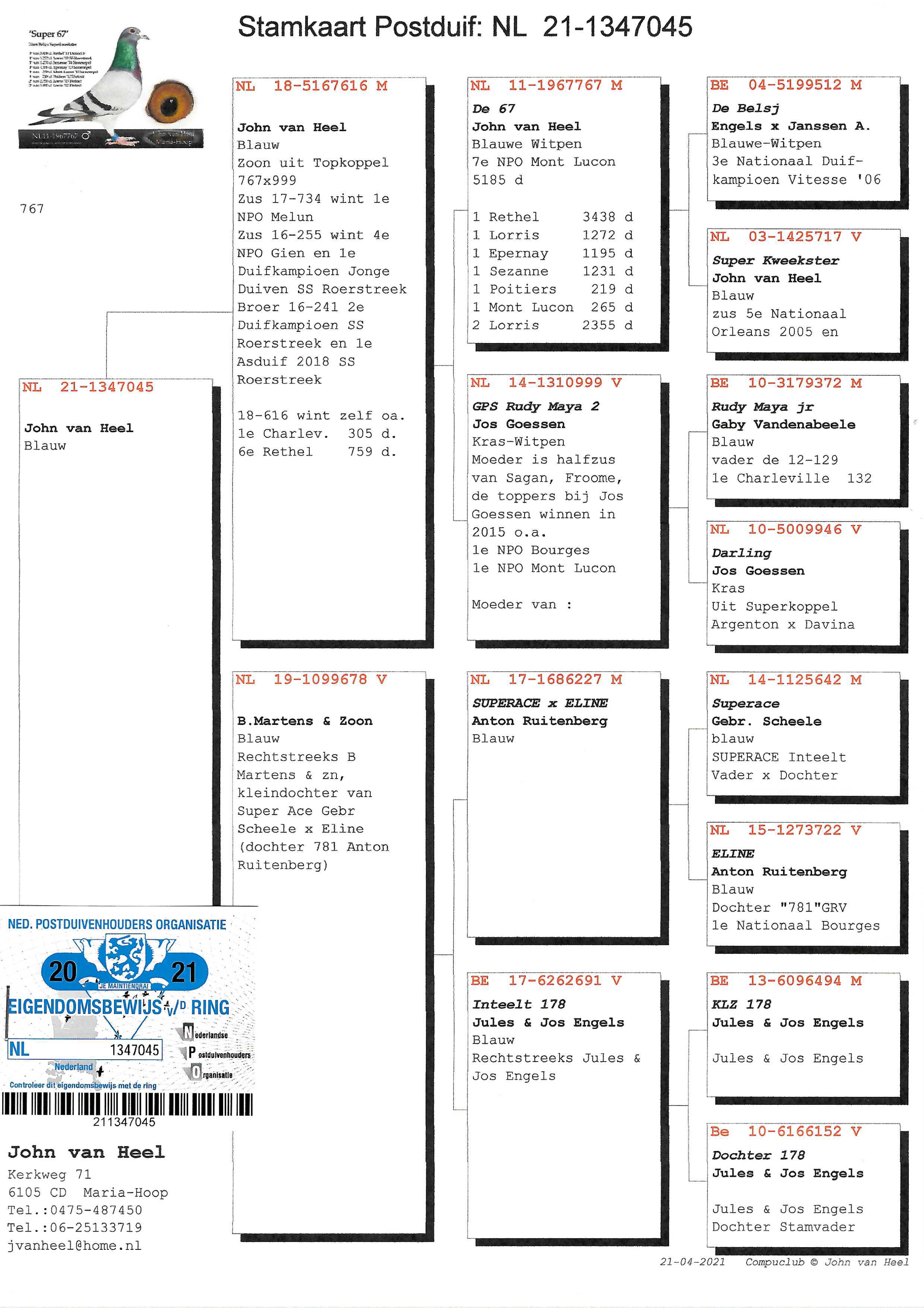 Pigeon pedigree image