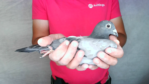Pigeon image