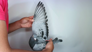 Pigeon image