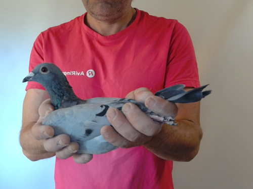 Pigeon image
