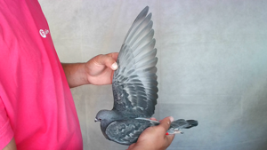 Pigeon image