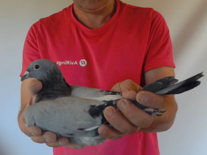 Pigeon image