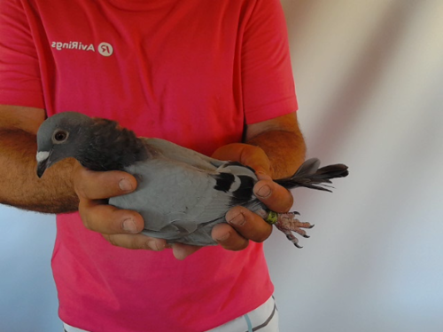 Pigeon image