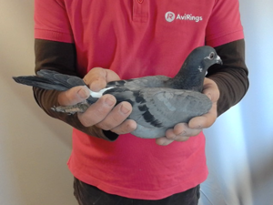 Pigeon image