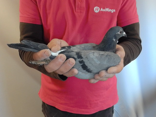 Pigeon image