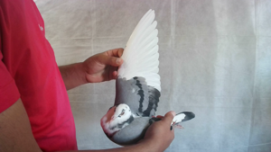 Pigeon image
