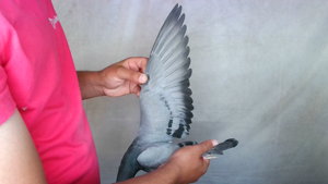 Pigeon image