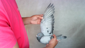 Pigeon image