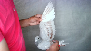 Pigeon image
