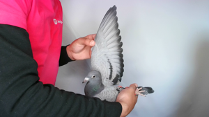 Pigeon image