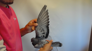 Pigeon image