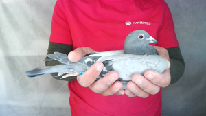 Pigeon image