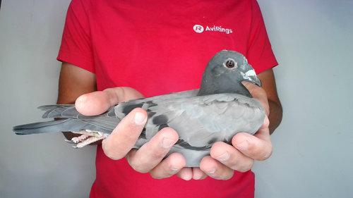 Pigeon image