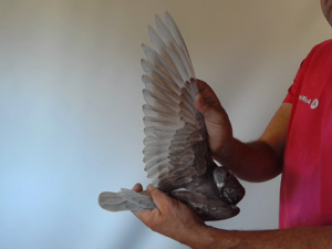 Pigeon image