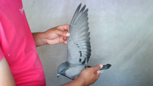Pigeon image