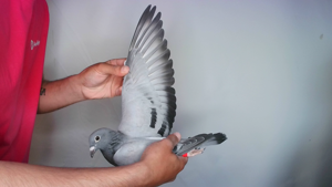 Pigeon image