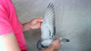 Pigeon image