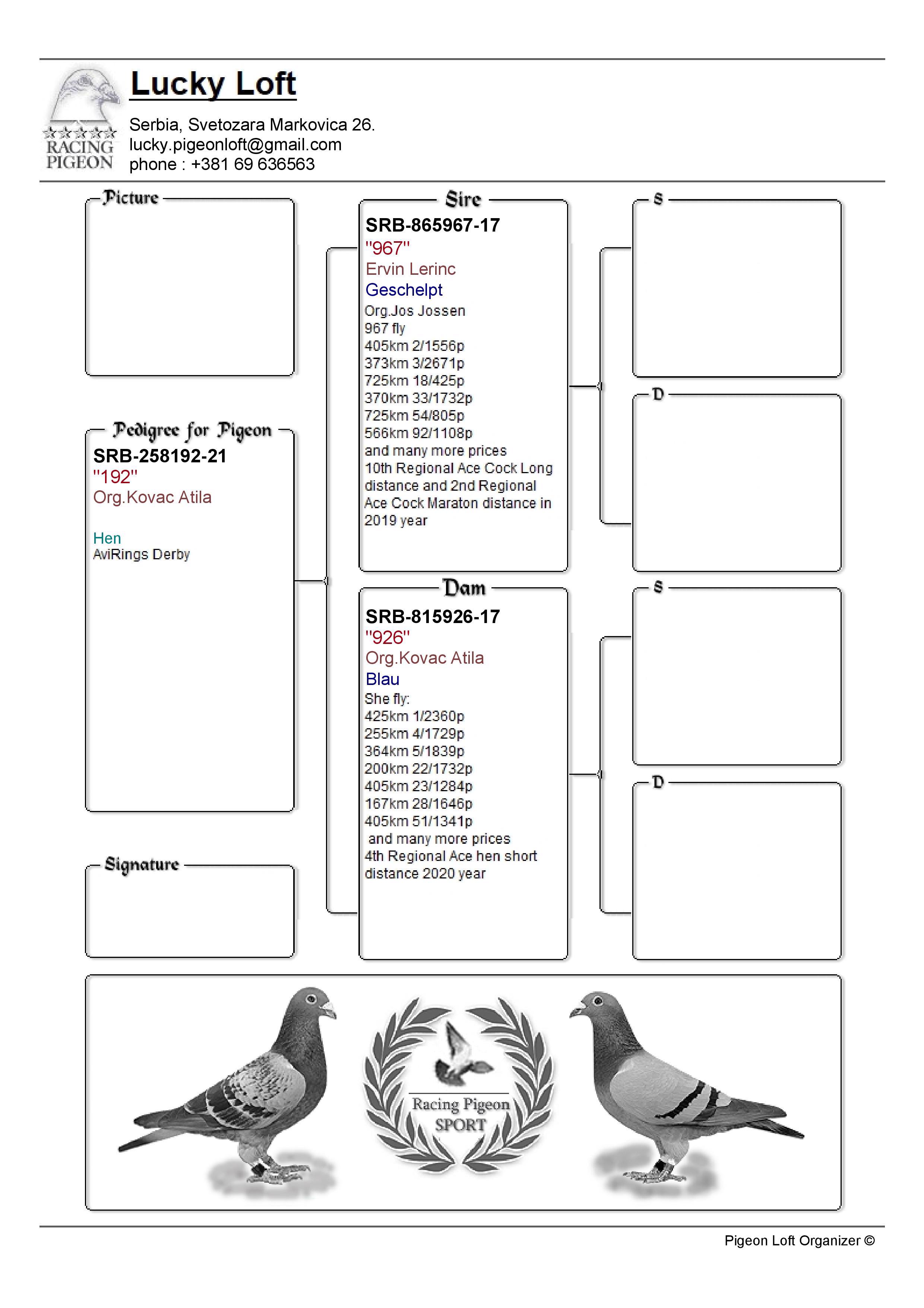 Pigeon pedigree image