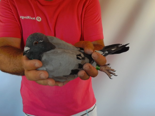 Pigeon image