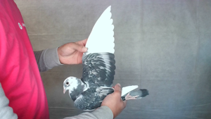 Pigeon image