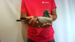 Pigeon image