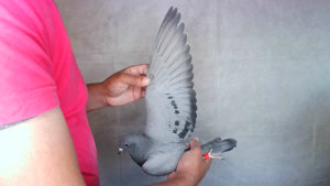 Pigeon image