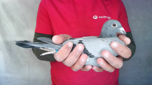 Pigeon image