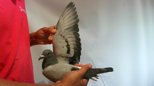 Pigeon image