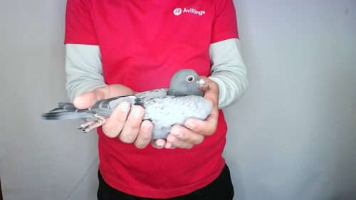 Pigeon image