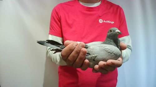 Pigeon image