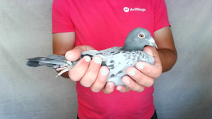 Pigeon image