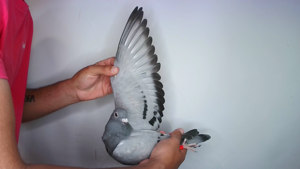 Pigeon image