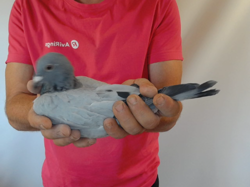 Pigeon image